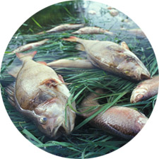 Water Contamination