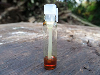 Organic Assam Agarwood Oil (0.25g Sample)