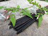 Absolute Jasmine Incense