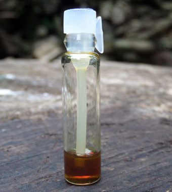 Organic Cambodian Agarwood Oil (0.25g Sample)